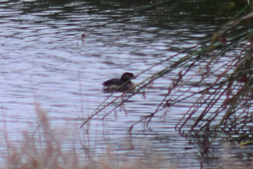 Pied-billed Grebe - ML500935181