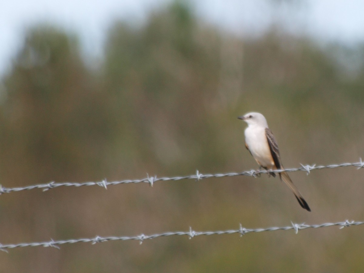 Scissor-tailed Flycatcher - c c