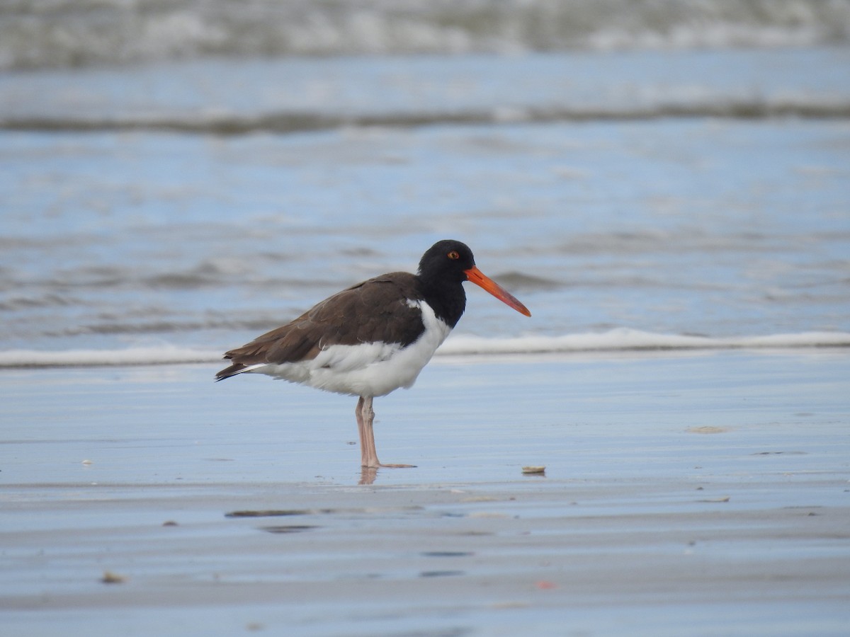 American Oystercatcher - ML500936091