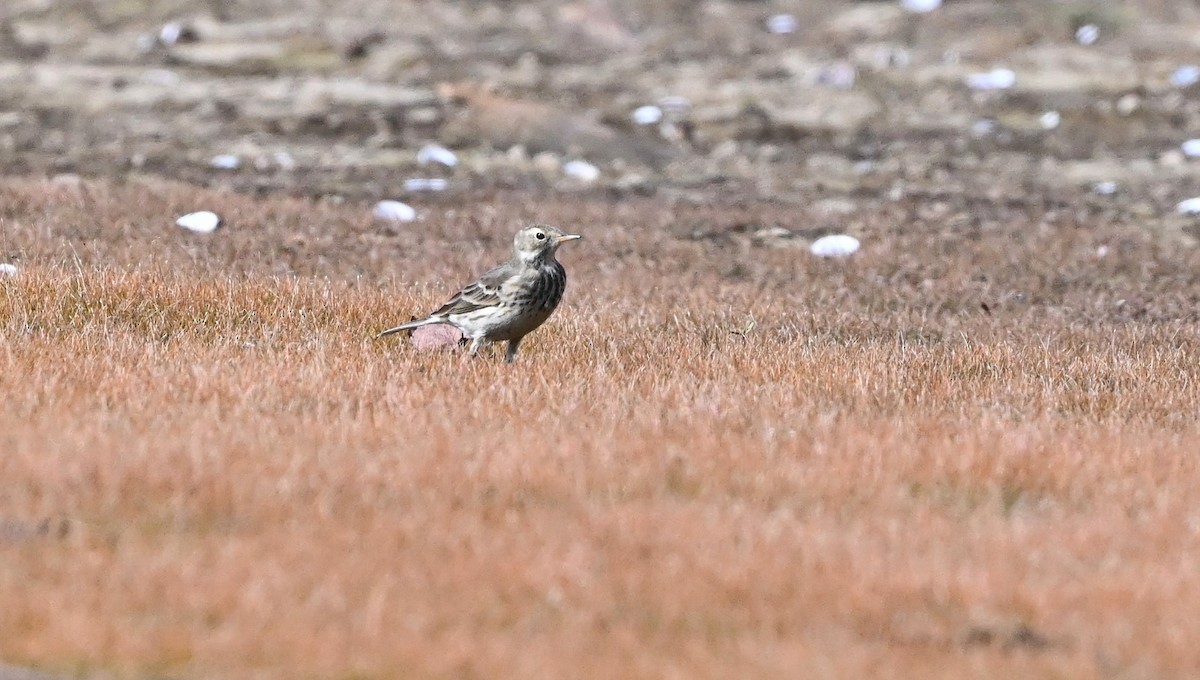 American Pipit - ML500936111