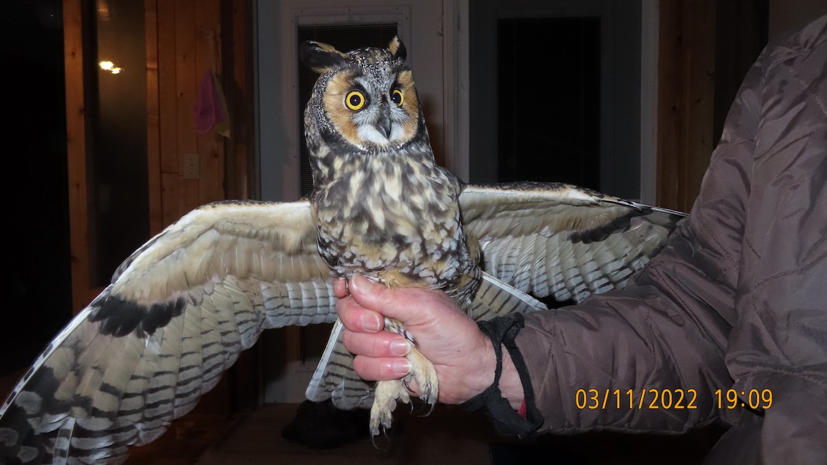 Long-eared Owl - ML500936151