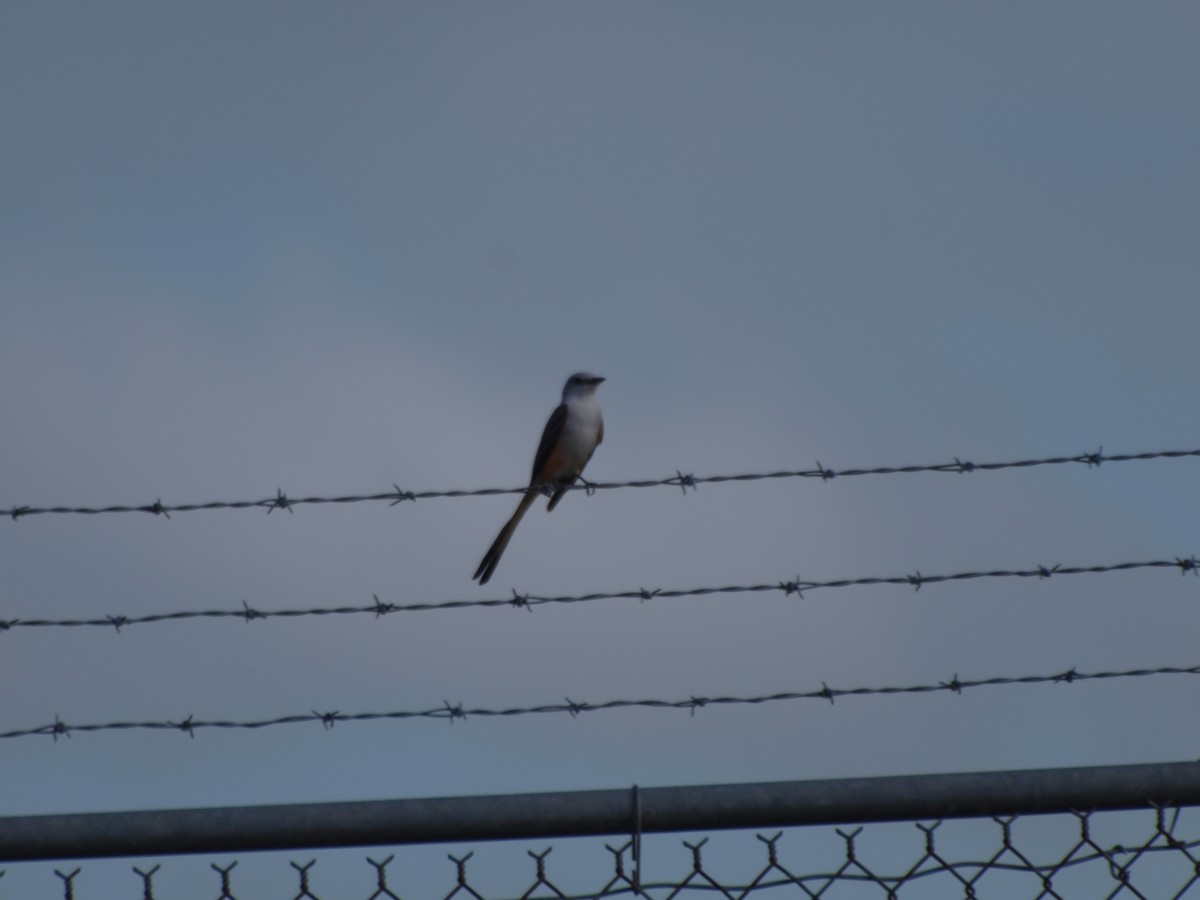 Scissor-tailed Flycatcher - c c