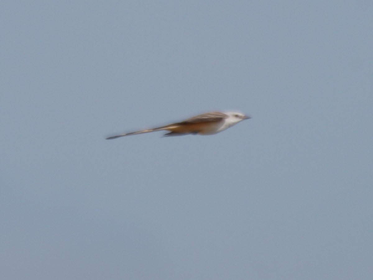 Scissor-tailed Flycatcher - ML500938231