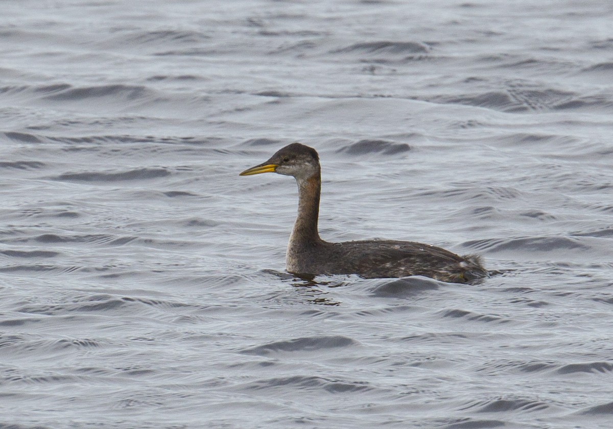 Red-necked Grebe - Tom Devecseri