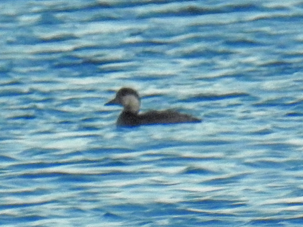 Black Scoter - ML500939591