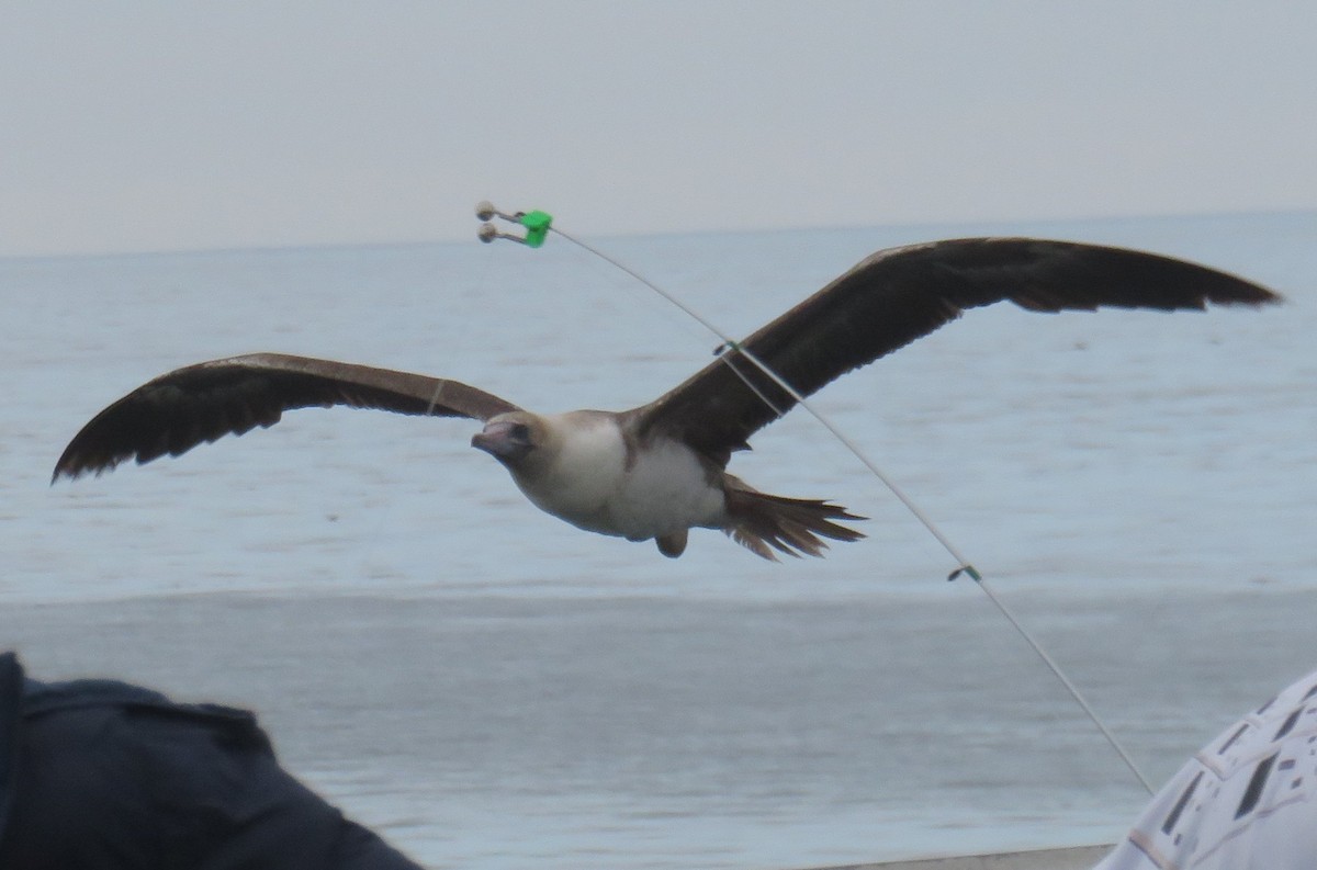 terej červenonohý - ML500940351