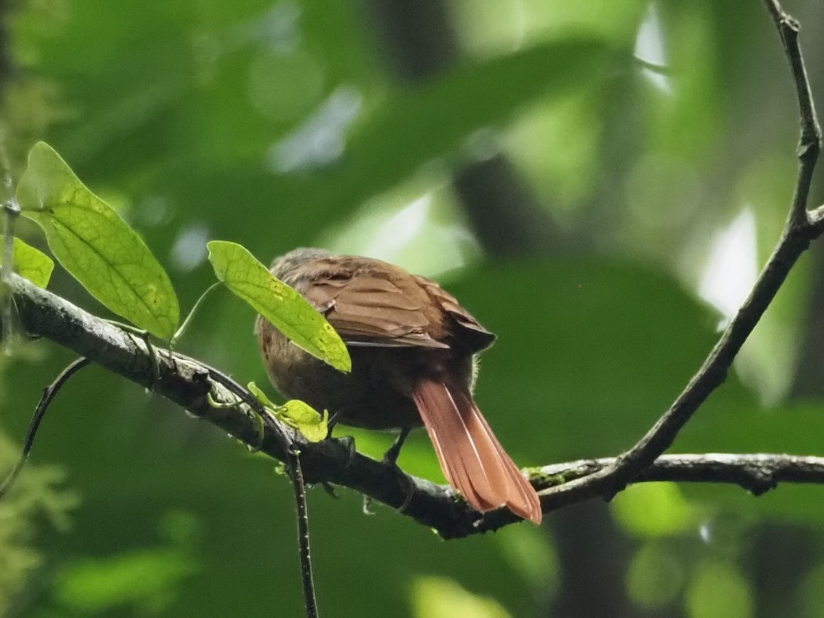 Fawn-throated Foliage-gleaner (Mexican) - ML500940391