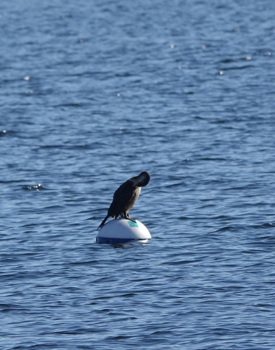 Double-crested Cormorant - ML500940481