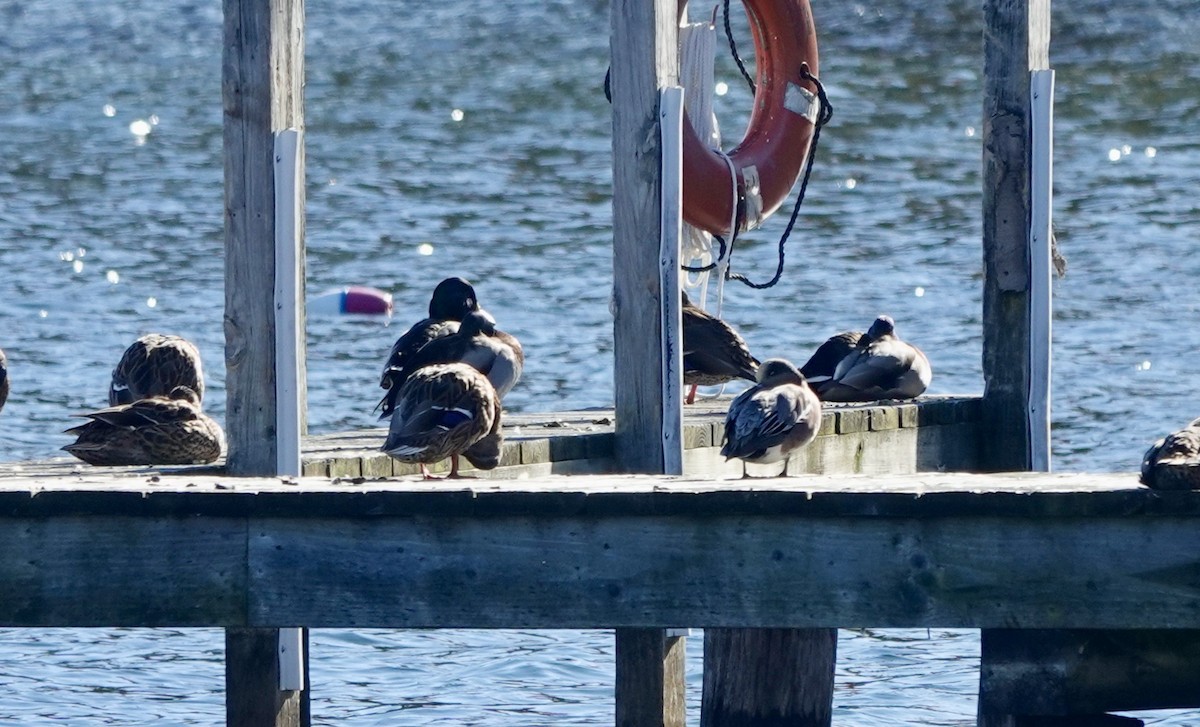 American Wigeon - ML500940581