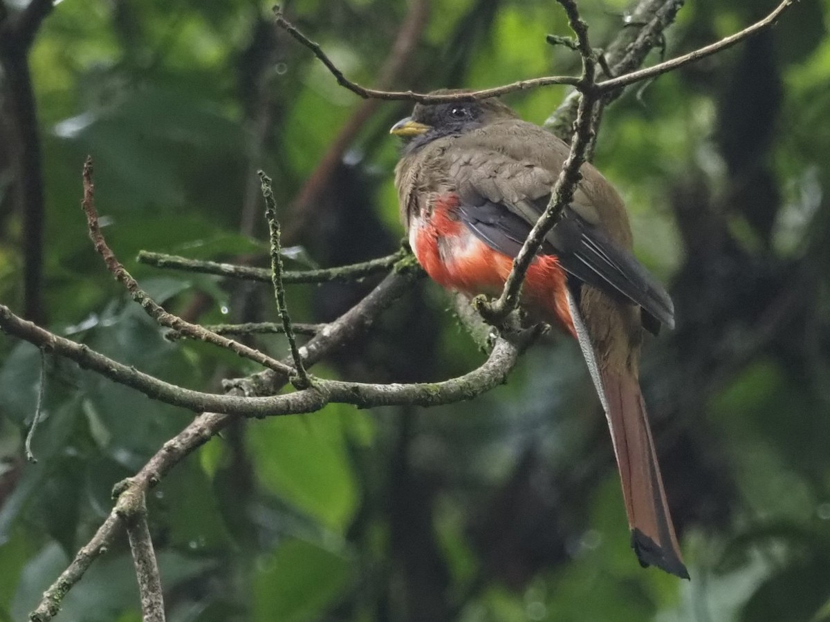 Collared Trogon - ML500940751