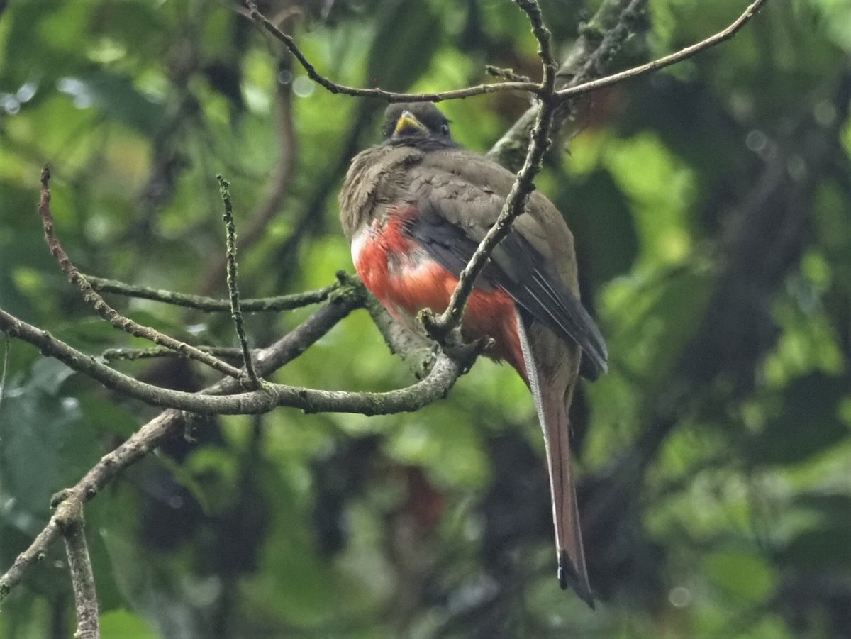 Collared Trogon - ML500940761