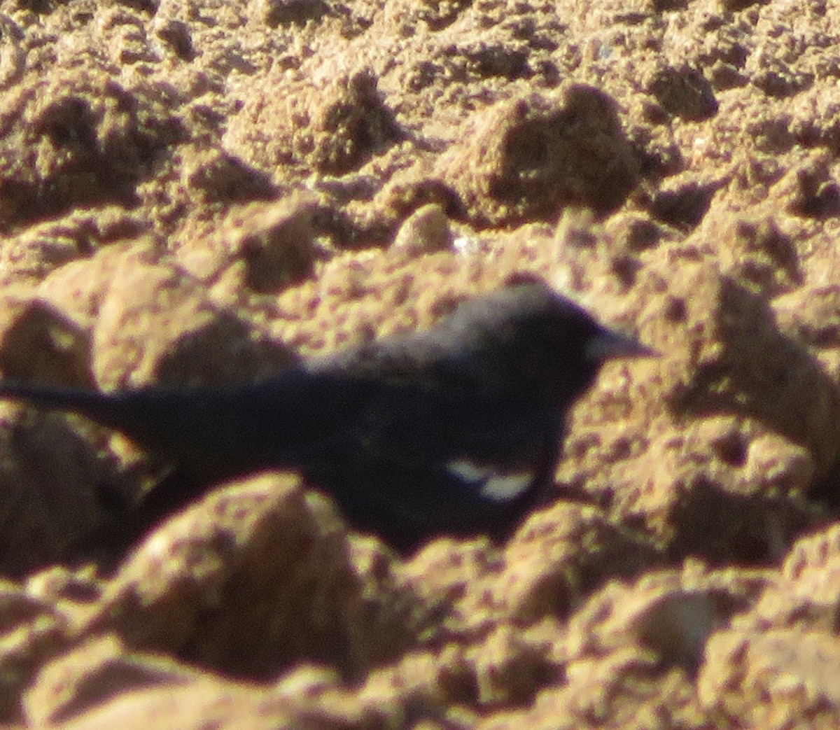 Tricolored Blackbird - ML500940821