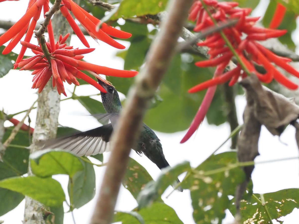 Colibrí Morado - ML500941851