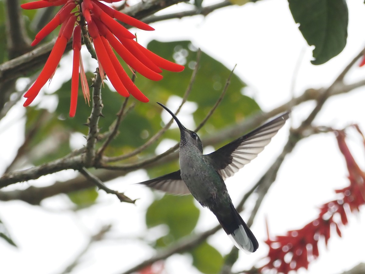 Colibrí Morado - ML500941881