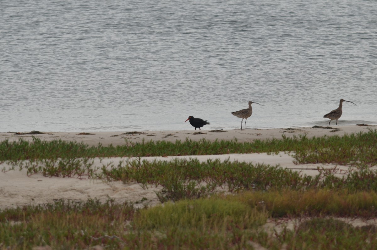 Sooty Oystercatcher - ML50094221