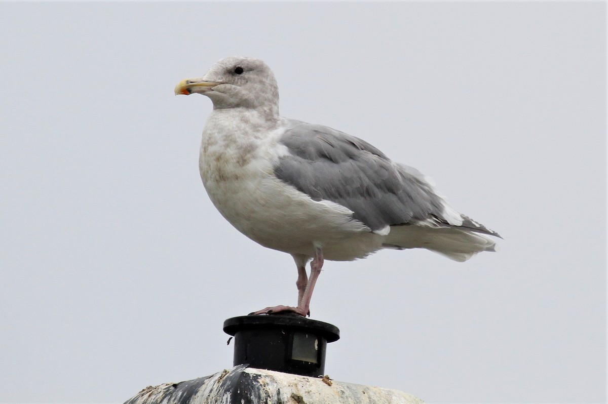 Glaucous-winged Gull - ML500942351