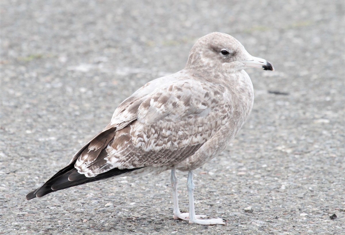 California Gull - ML500942451