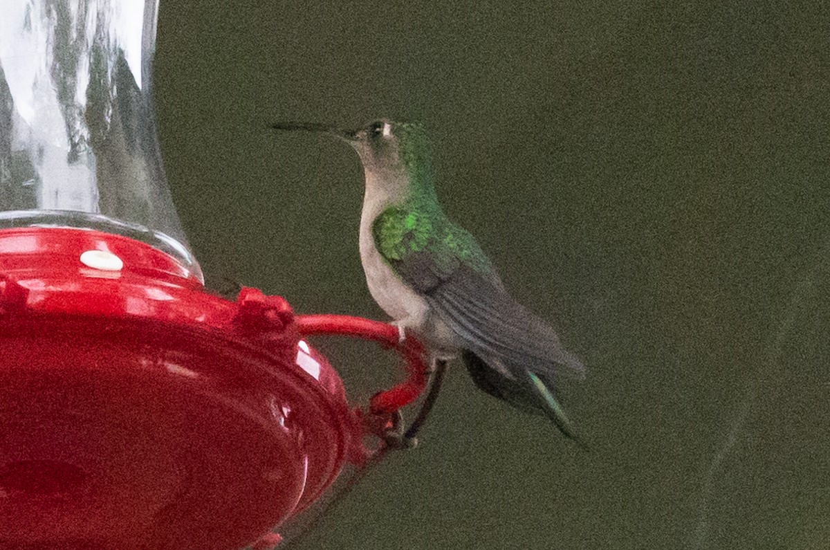 kolibřík klínoocasý - ML500943481