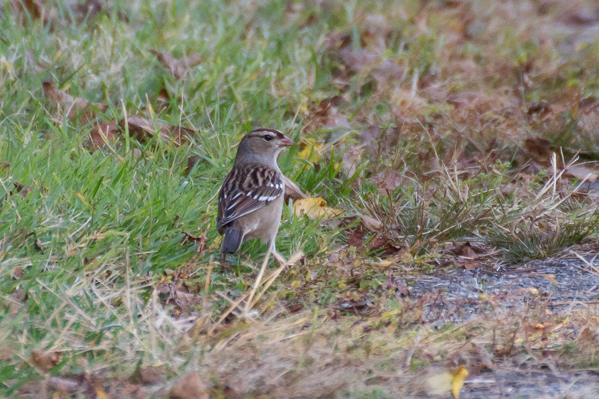 White-crowned Sparrow - ML500944011