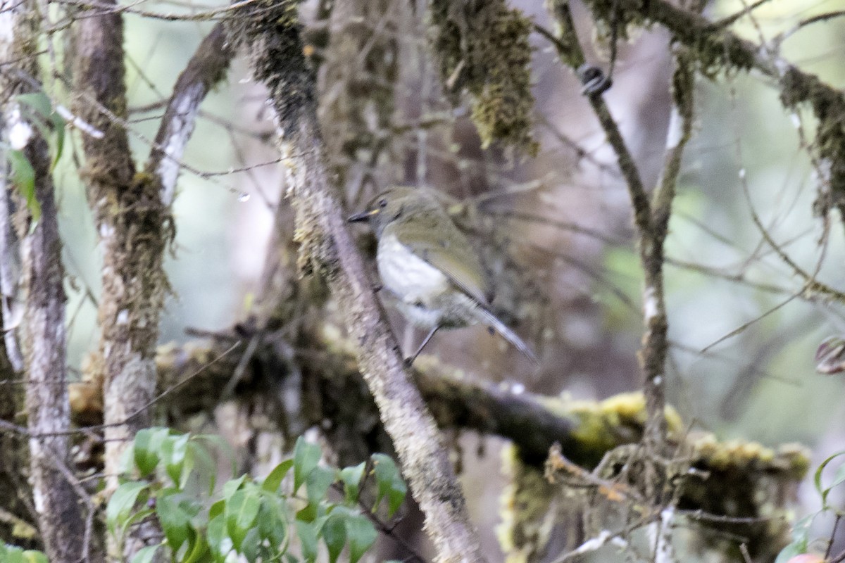 Streaked Berrypecker - ML500944441