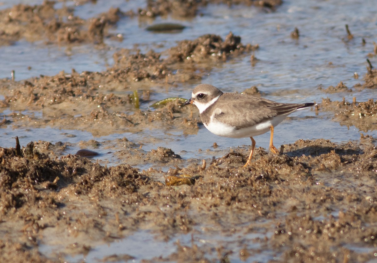 Semipalmated Plover - ML500945281