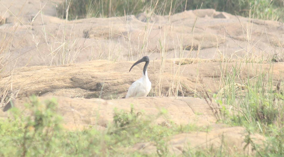 Ibis à tête noire - ML50094551