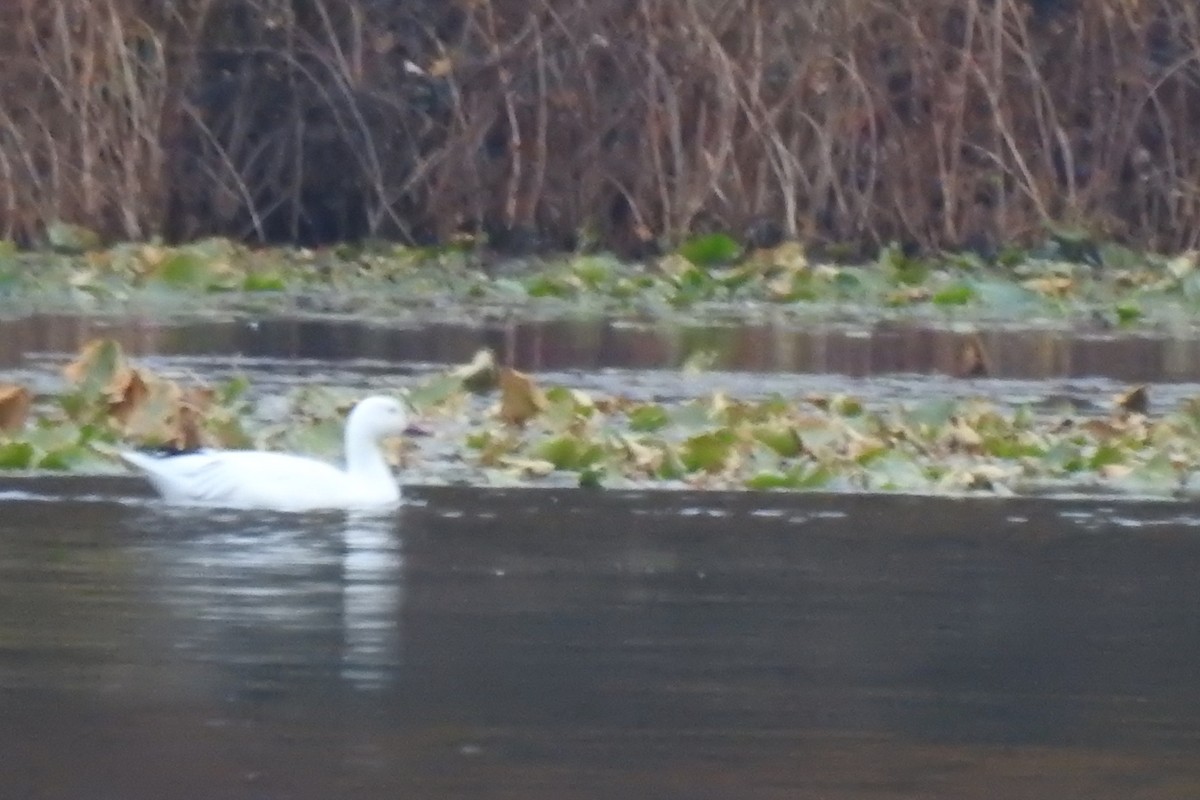 Snow Goose - ML500947791