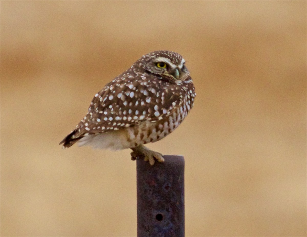 Burrowing Owl - Ed Harper