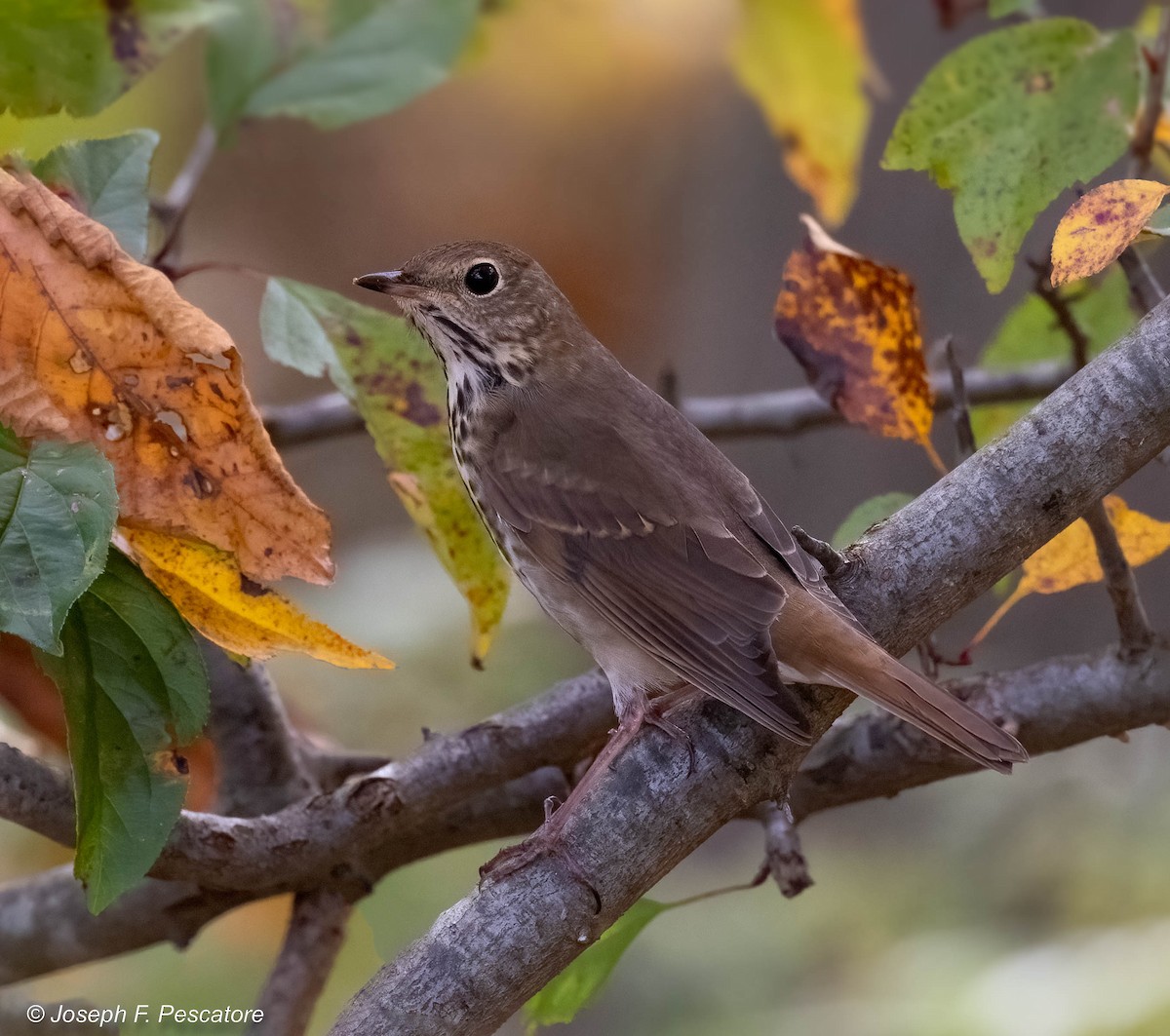 Hermit Thrush - Joseph Pescatore