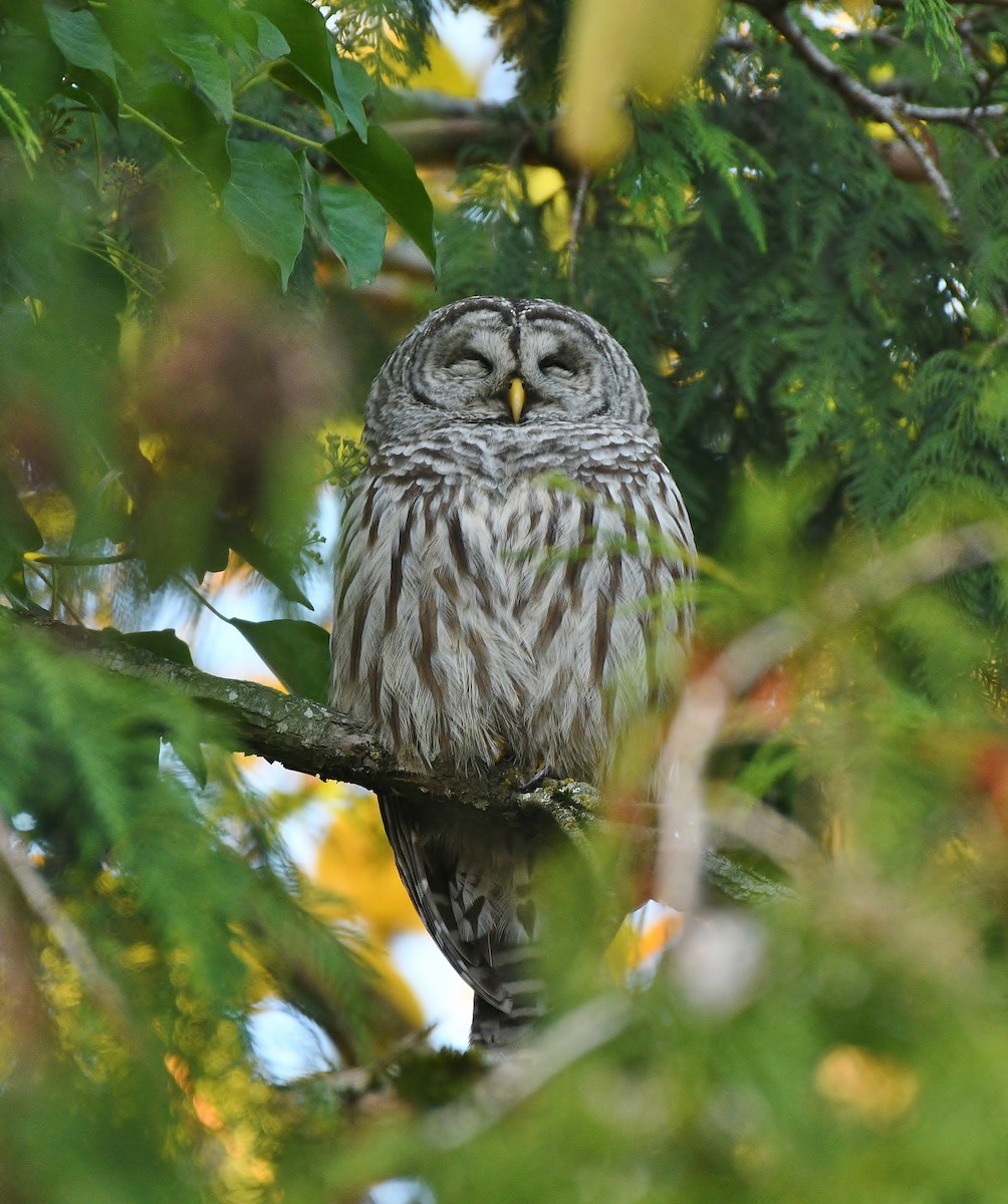 Barred Owl - ML500948221