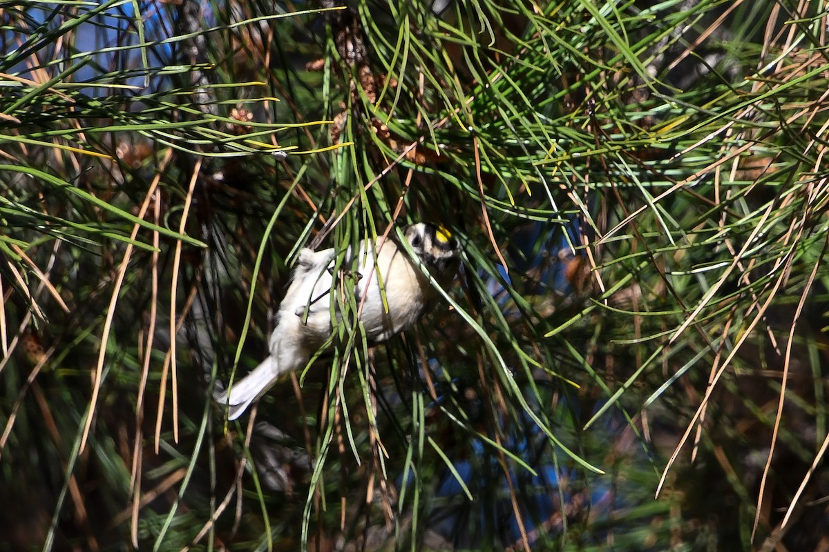 Roitelet à couronne dorée - ML500948681