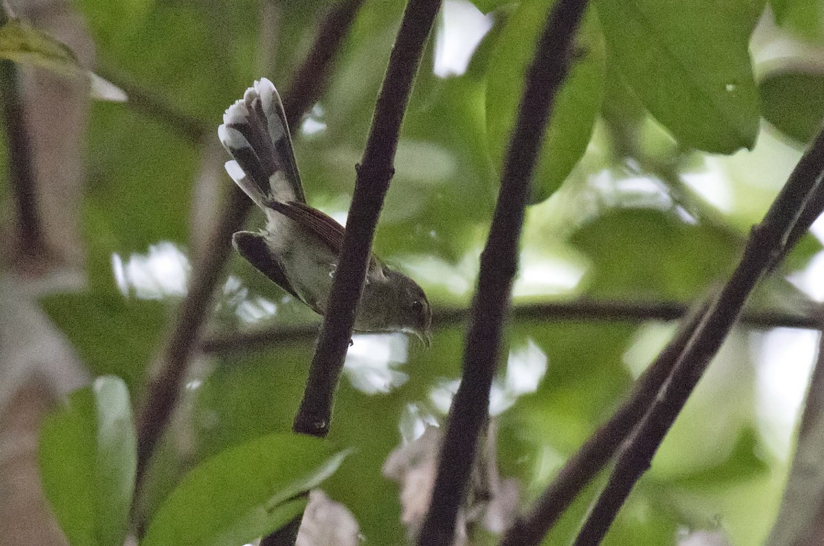 Rufous-backed Fantail - ML500948761