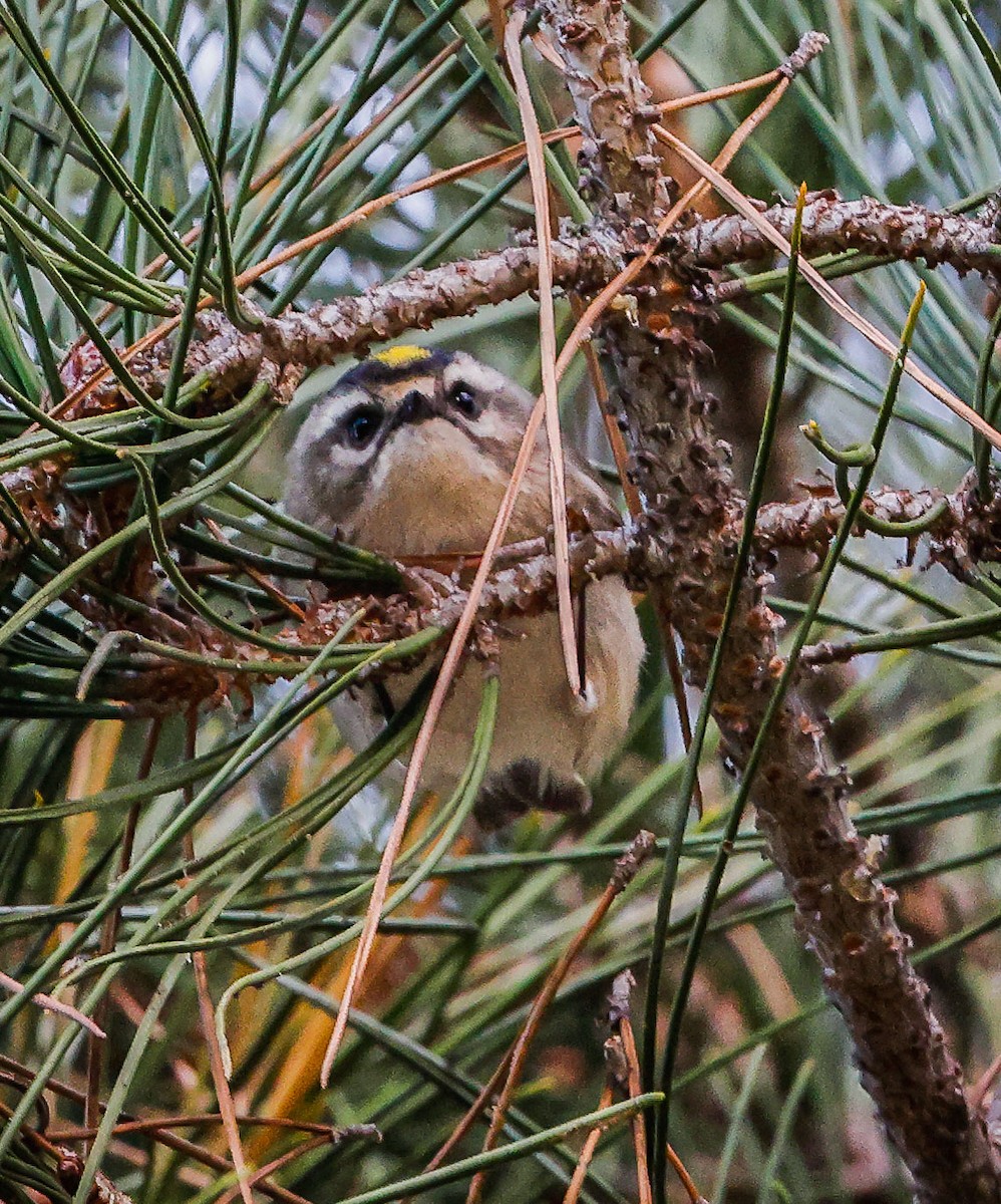 Golden-crowned Kinglet - Jill Dale