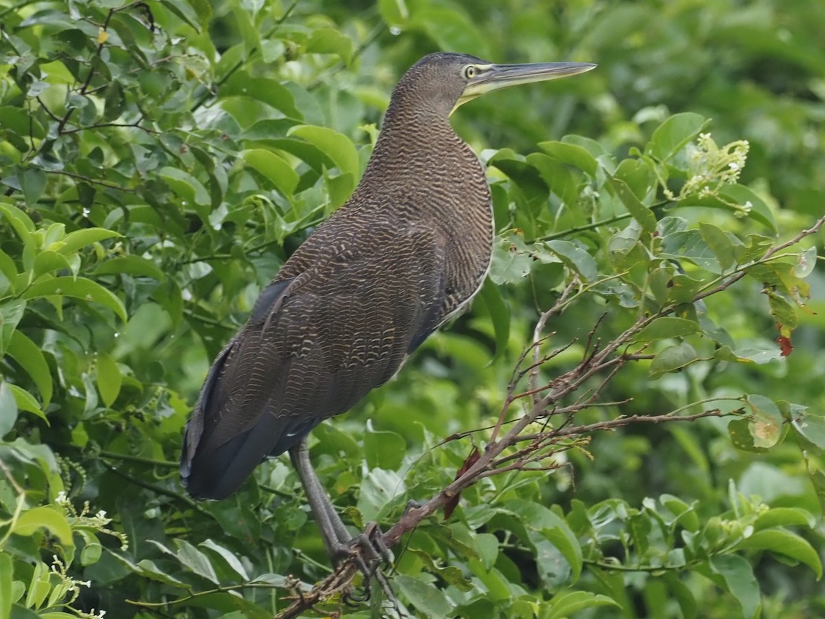 Bare-throated Tiger-Heron - ML500951531