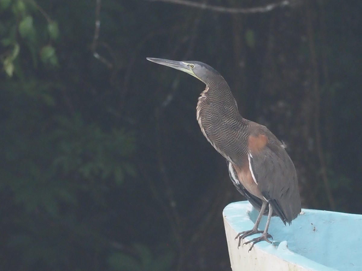 Bare-throated Tiger-Heron - ML500951541