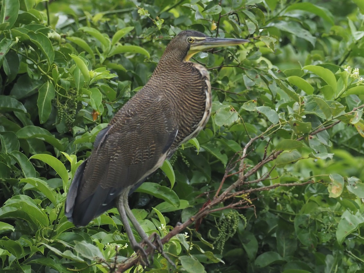 Bare-throated Tiger-Heron - ML500951551