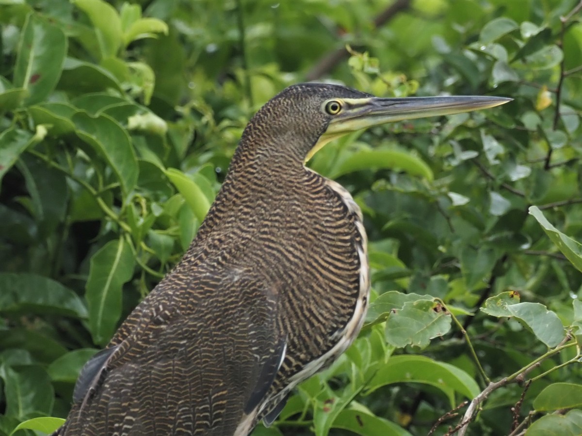 Bare-throated Tiger-Heron - ML500951561