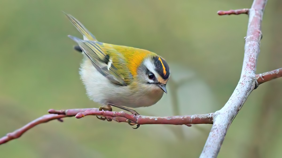 Common Firecrest - ML500951771
