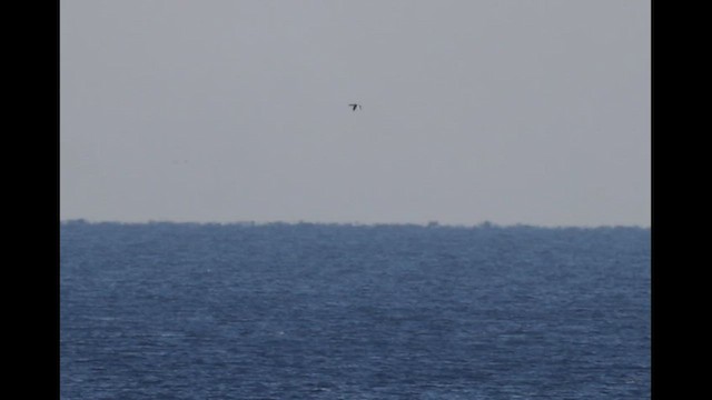 loon sp. - ML500952251