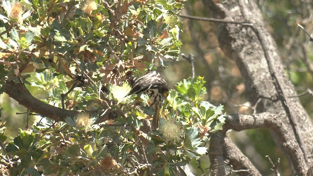 White-cheeked Honeyeater - ML500952871