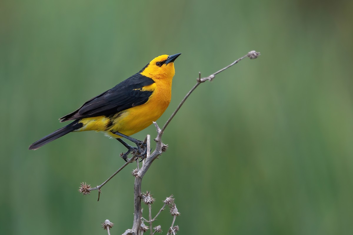 Saffron-cowled Blackbird - ML500952881