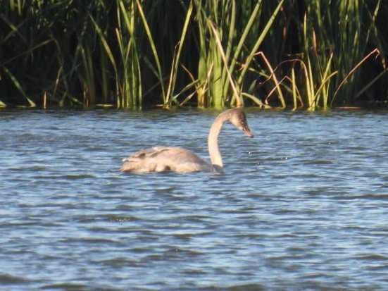 Trumpeter Swan - ML500954241