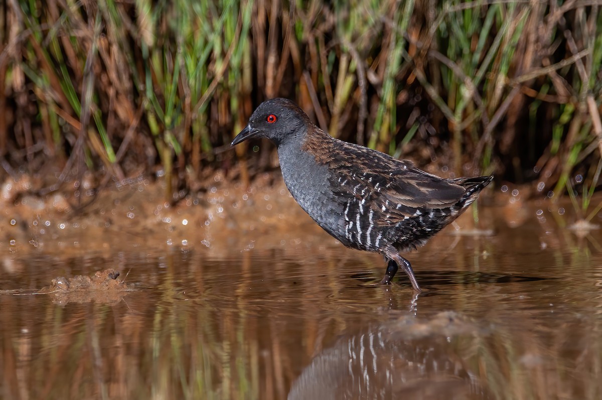 Dot-winged Crake - ML500954591