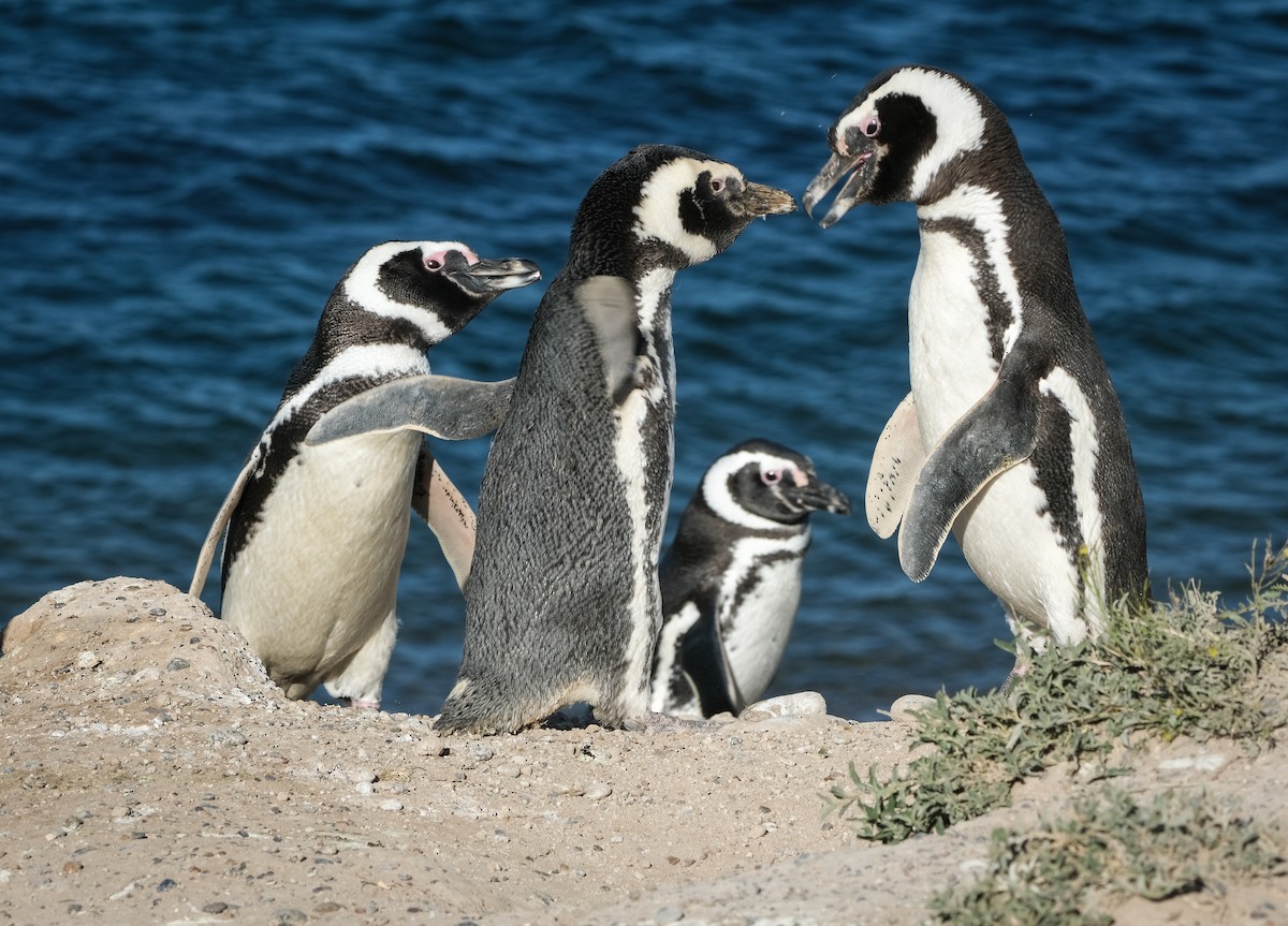 Magellanic Penguin - ML500954891