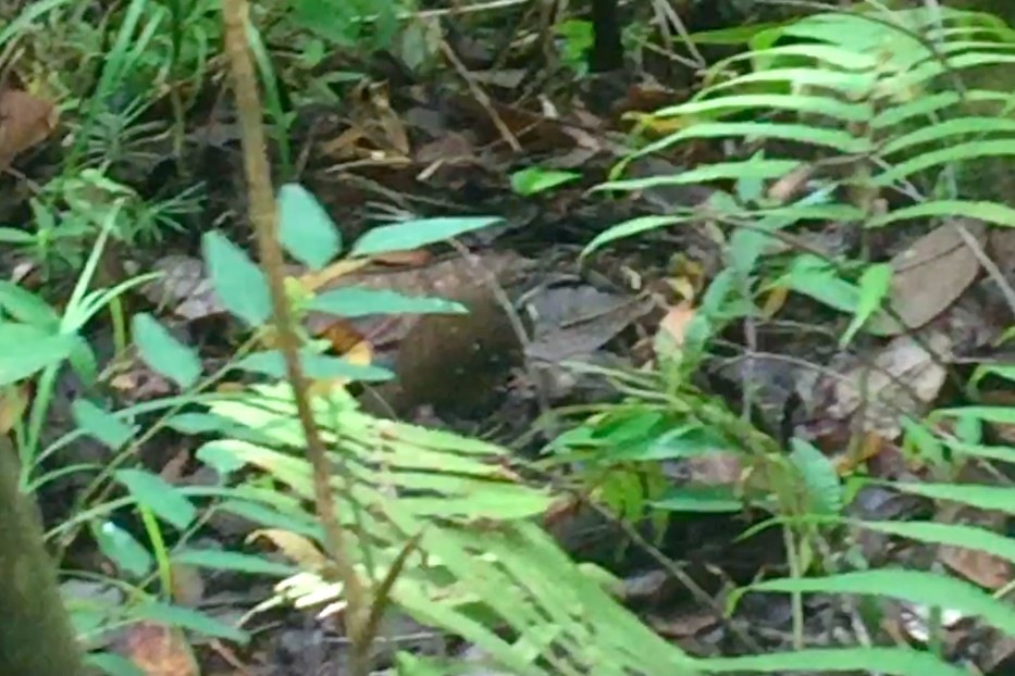 Bicol Ground-Warbler - ML500955861