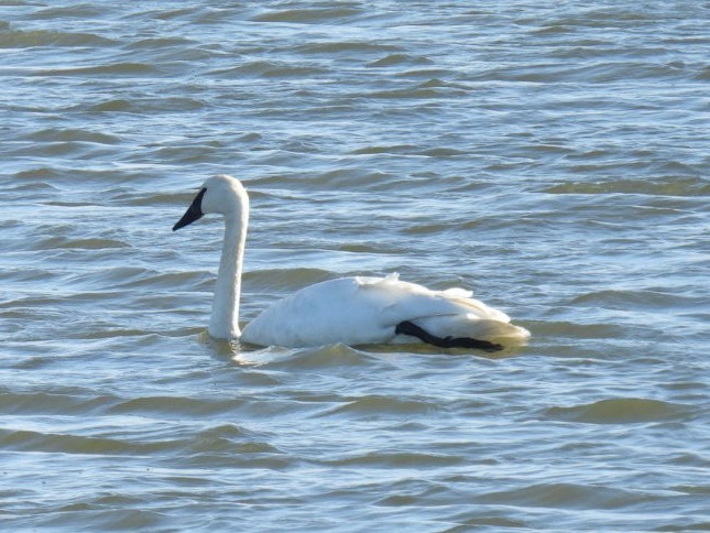 Trumpeter Swan - ML500956031