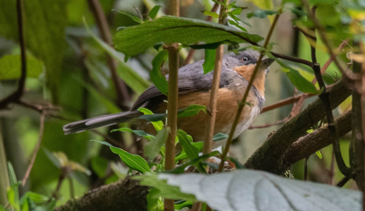 Apalis del Ruwenzori - ML500956081