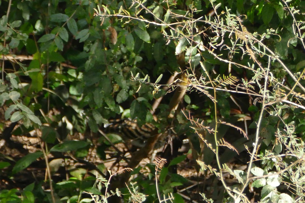 Rufescent Tiger-Heron - ML50095681