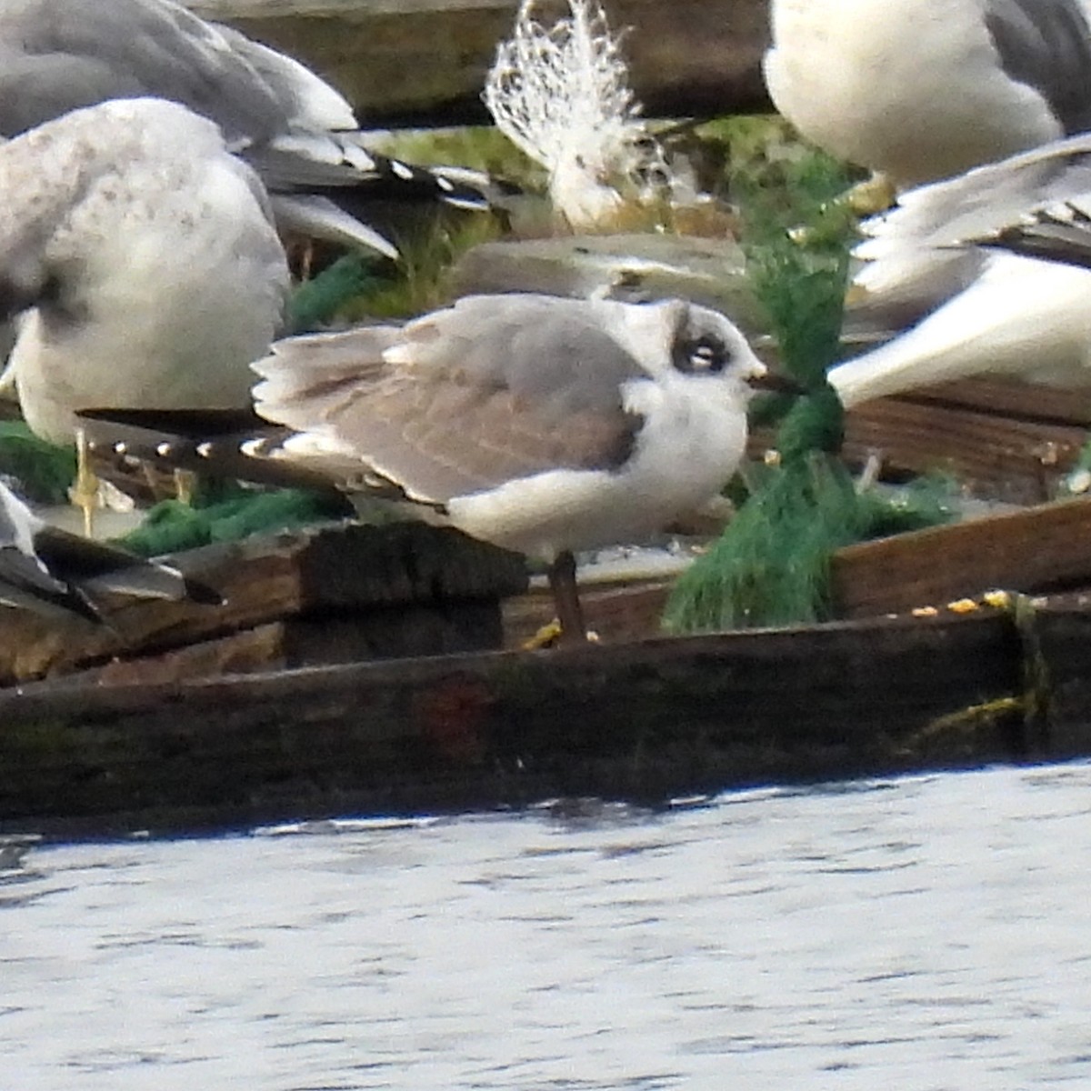 Franklin's Gull - ML500956951