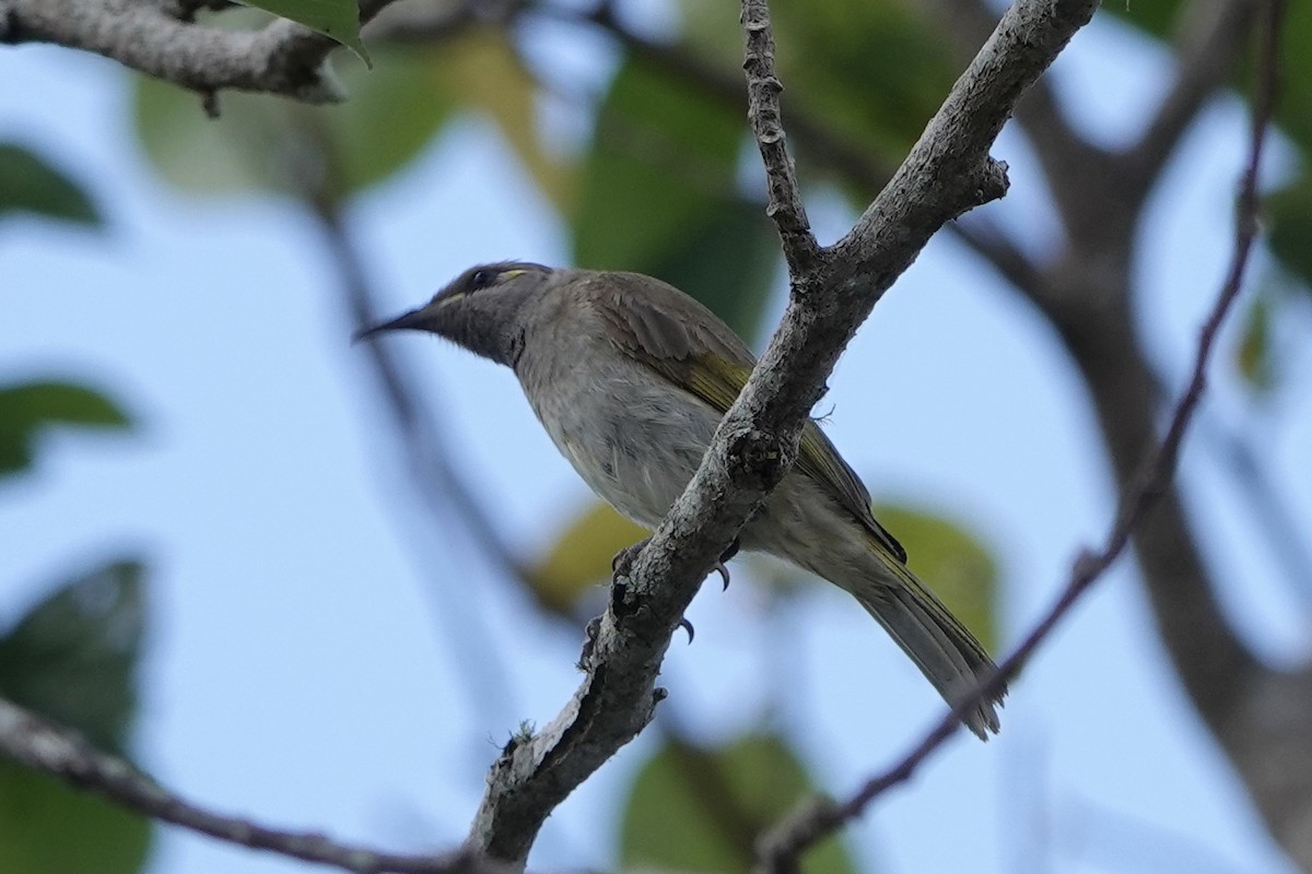 Brown Honeyeater - John Beckworth